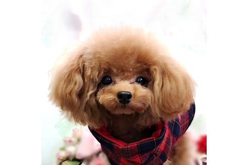 販売中のトイプードルの親犬